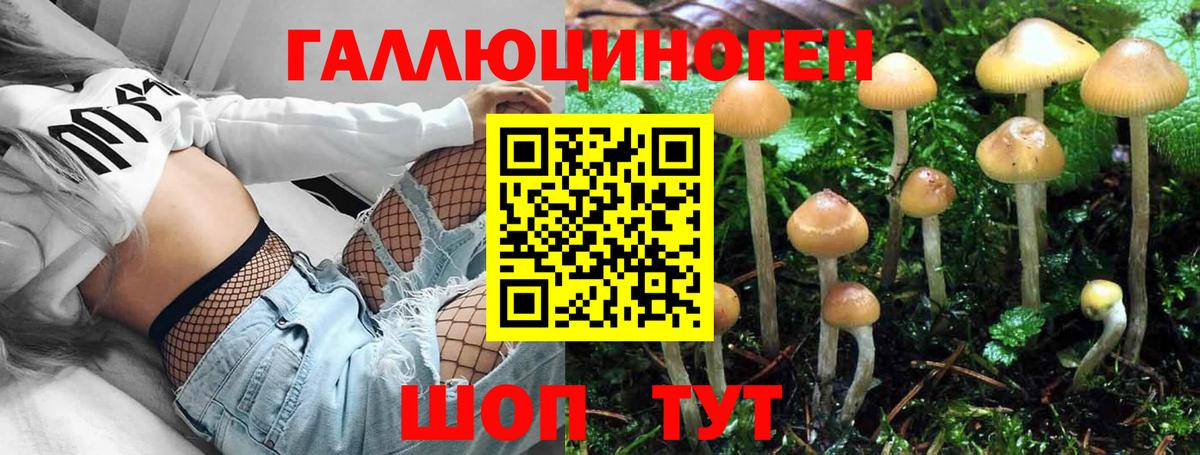 Галлюциногенные грибы Psilocybine cubensis Железногорск